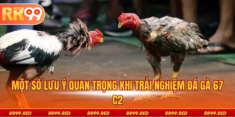 Một số lưu ý quan trọng khi trải nghiệm đá gà 67 C2